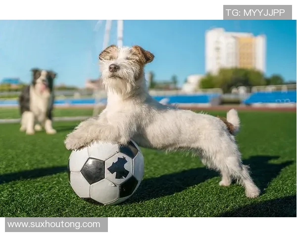 足球明星与爱犬携手训练展现默契与激情的完美结合